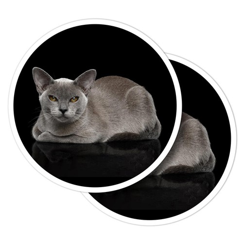 Vinyl stickers burmese cat - stickers,