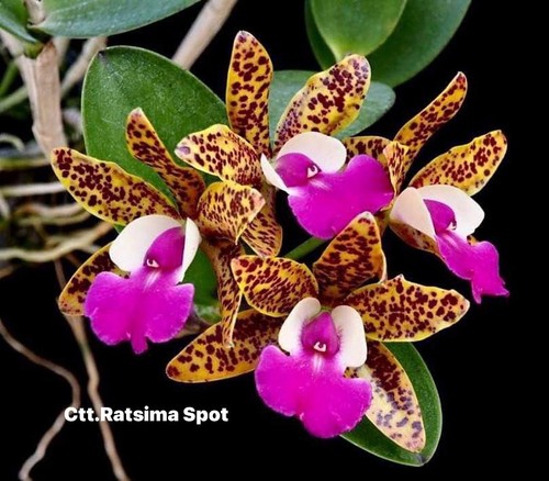 Rare cattleya ratsima spot - ratsima,