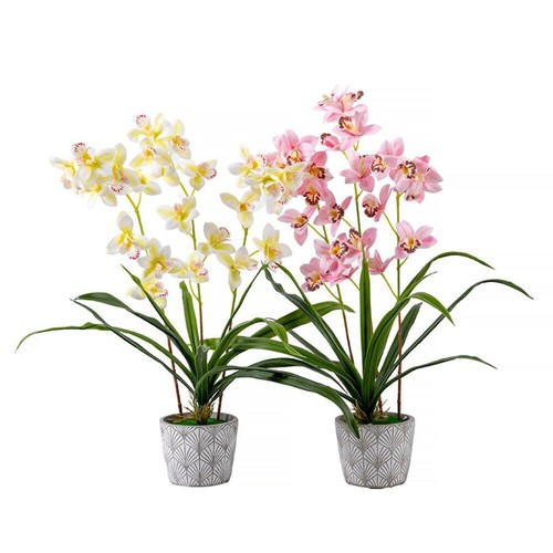 Forever flowerz cymbidium - forever,