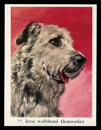 Irish wolfhound dog - wolfhound, full