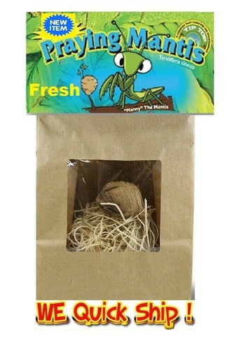 Live praying mantis kit - kit, 1