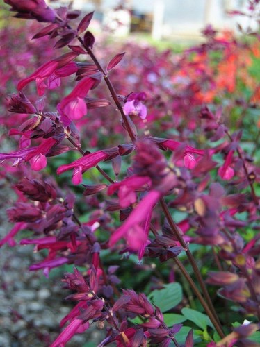 Salvia love wishes - &, perennial