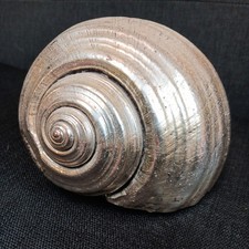 Giant Silver Dipped Tun Shell