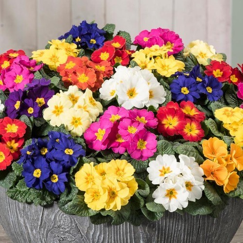 Primrose primula veris elatior - primrose,