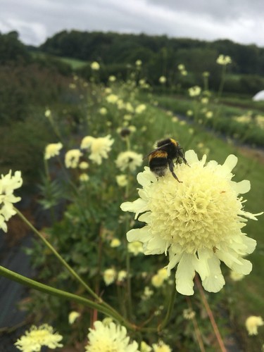 Cephalaria gigantia seeds - cephalaria,