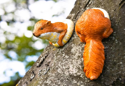 Garden squirrel tree peeker - squirrel,