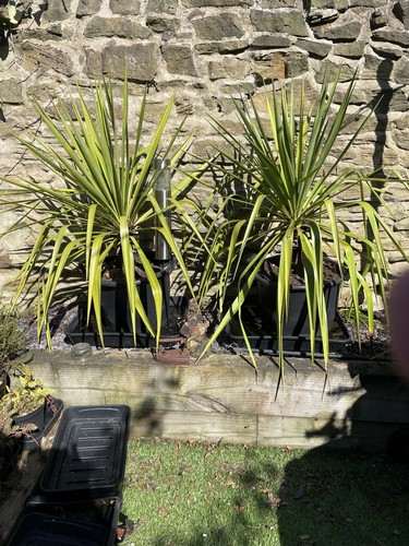 Yucca plant spanish dagger - yucca, x2