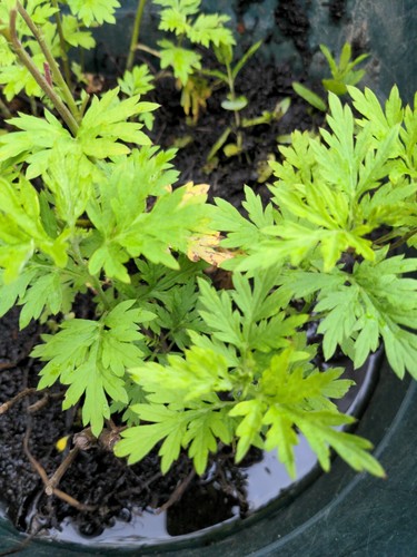 Organic chinese mugwort herb - chinese,