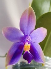 FRAGRANT  Phalaenopsis Samera  (violacea ‘indigo’ x bellina coerulea ‘Green' )