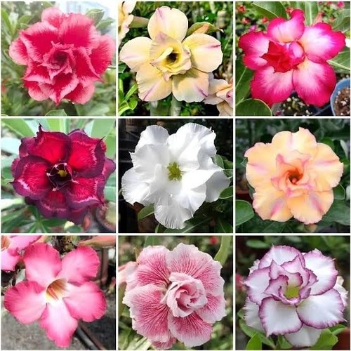 125 mixed color desert - color, rose