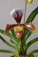 Paphiopedilum Hybrid, Orchid