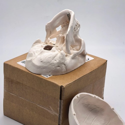 Human skull replica - replica, resin