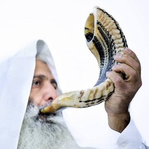 Kosher ram shofar horn from - shofar,