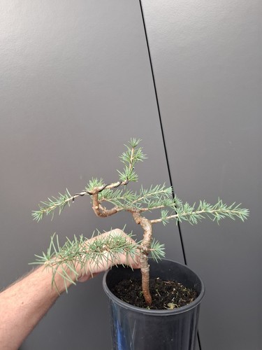 Cedrus atlantica part trained - cedrus,