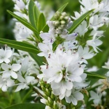 3X HEBE SHRUB CHARMING WHITE