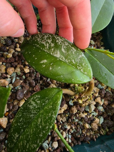 Hoya carnosa stardust - carnosa,