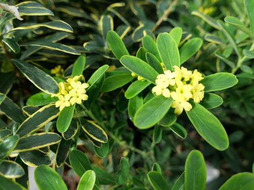 Daphne plant royal crown - royal,