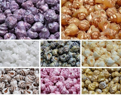 15x12mm ocean sea murex - sea, shell