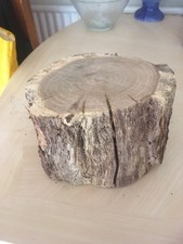 Oak wood tree log section slab