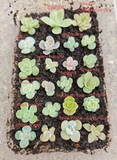 25 Mixed Rare Baby Succulent