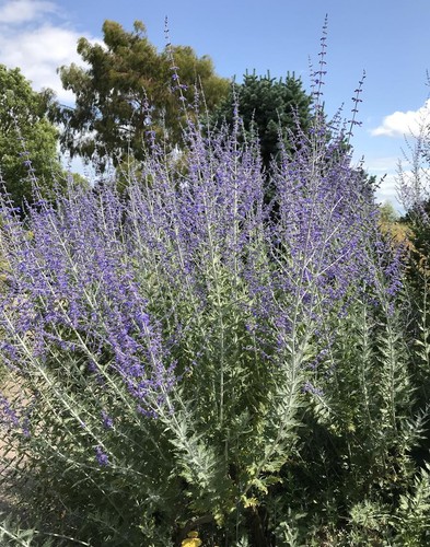 Perovskia blue - perovskia,
