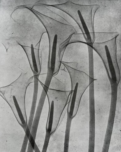 Ray arum lilies 1931 - x-ray,