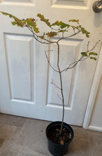 English Oak tree, organically grown, 70 to 100 cm