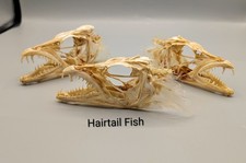 Hairtail Fish Skulls, Bones
