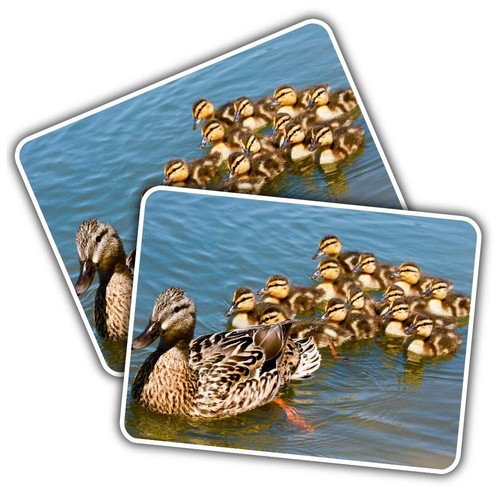Vinyl sticker mallard duck - sticker,