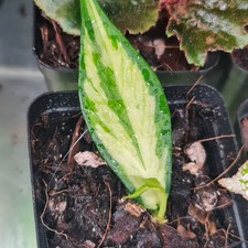 Hoya Polyneura inner variegated  Rooted  Potterd plant 