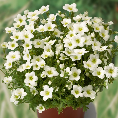 Saxifrage alpino white alpine - alpino,