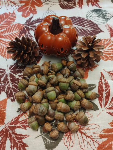 Northern red oak - northern, acorns