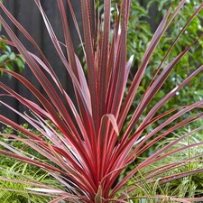 Cordyline Charlie Boy Cabbage Palm Evergreen Outdoor Garden Shrub Plant in Pot