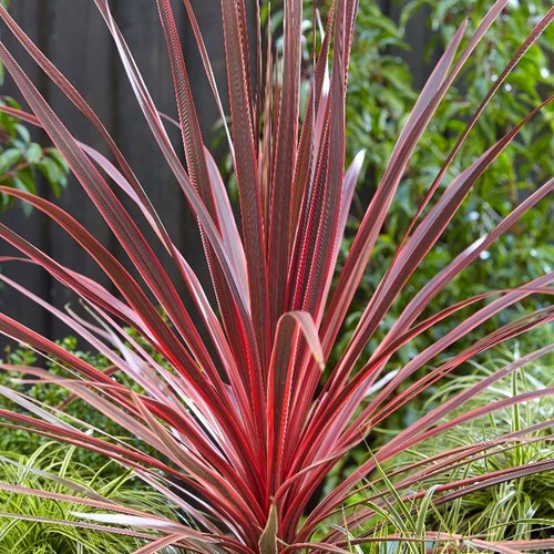 Cordyline charlie boy cabbage - charlie,