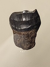 Triceratops Tooth. Hell Creek