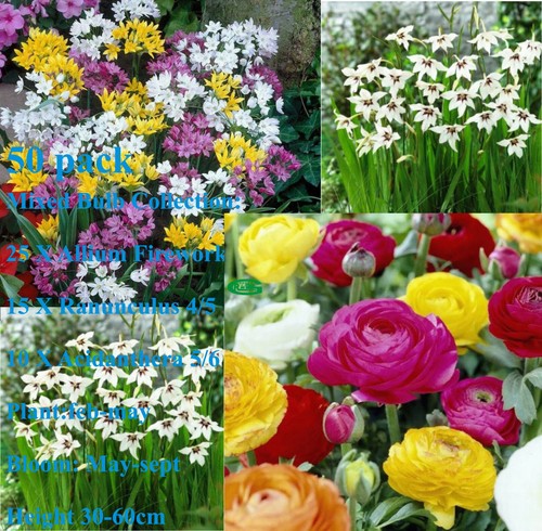 Pack mix allium ranunculus - 50,