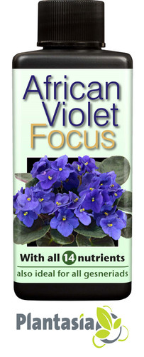 African violet focus plant - violet,