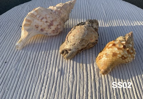 Set large natural sea - of, 3