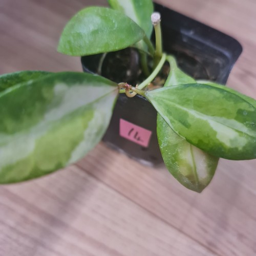 Rare hoya walliniana - hoya,