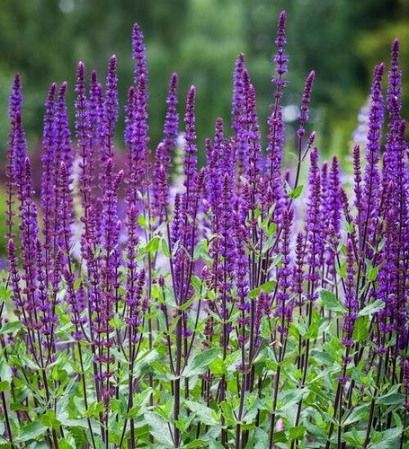 Salvia nemorosa caradonna - nemorosa,