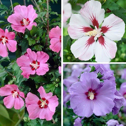Hibiscus plant pot - pot,