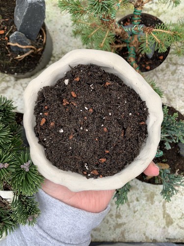 Litres bonsai tree - 2,