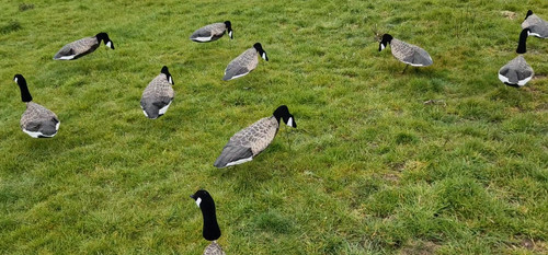 Goose decoys sillosock - goose,