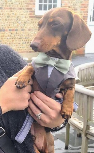 Dog tuxedos for - dog,