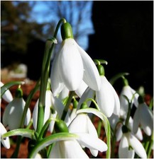 10- 15 SNOWDROP GALANTHUS