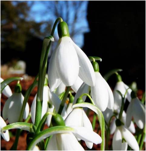 Snowdrop galanthus - 10-,