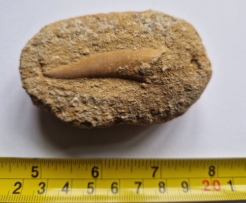 Fossil enchodus fish - enchodus, in
