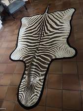 Real Zebra Skin Rug 100% Natural With Felt Backing From Botswana 335cm x 185cm