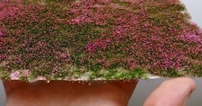 Warhammergreen Grass With Magenta Flowers 4/6 MM High
