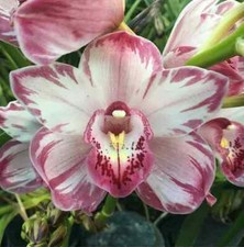 Cymbidium Wollar 'Strawberry Weave' orchid plant